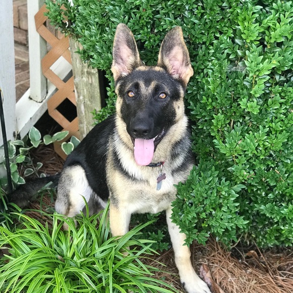 Meet your Posher, Kyle - Picture 1 of 1